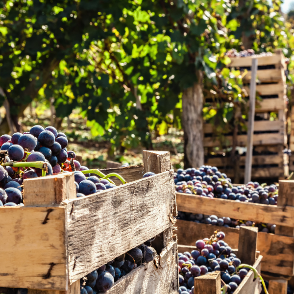Raccolta dell'uva a Mazara del Vallo